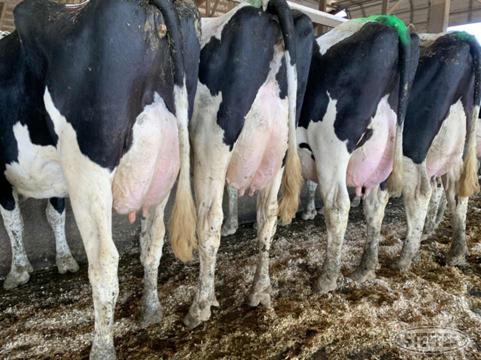 (36 Head) Holstein cows